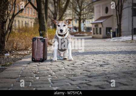 Jack Russell chien abandonné et laissé tout seul sur la route ou de la rue, avec une assurance sac , ne demandant qu'à être adopté Banque D'Images