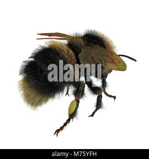 Buff-tailed bumblebee, Bombus terrestris, isolé sur fond blanc. 3D illustration Banque D'Images