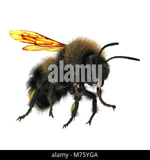 Buff-tailed bumblebee, Bombus terrestris, isolé sur fond blanc. 3D illustration Banque D'Images