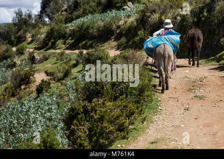 Femme non identifiée avec les ânes sur Isla del Sol sur le lac Titicaca. Banque D'Images