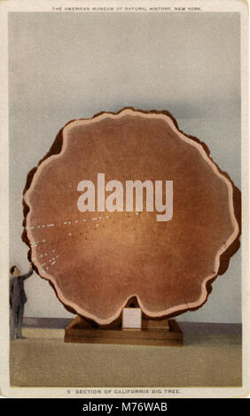 Cette photographie montre une section d'un grand arbre californien, exposé au Musée américain d'histoire naturelle de New York. Le séquoia géant, connu pour sa taille massive, est une merveille naturelle emblématique. Banque D'Images