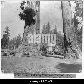 Une photographie montrant une section du Grand arbre et une maison construite sur sa souche, offrant une perspective unique sur cette remarquable structure naturelle. Banque D'Images