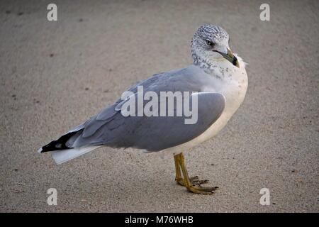 Jones Beach State Park, NY, USA : ring-billed Gull (Larus delawarensis). Banque D'Images