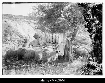 Des moutons paissant sur les collines de Judée LOC.09999 matpc Banque D'Images