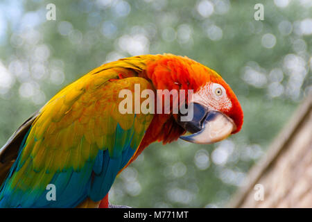 Colorful Parrot exotiques - un oiseau de couleur vive assis sur un perchoir et inclinant la tête d'un côté. rouge, bleu, jaune et orange feathers Banque D'Images