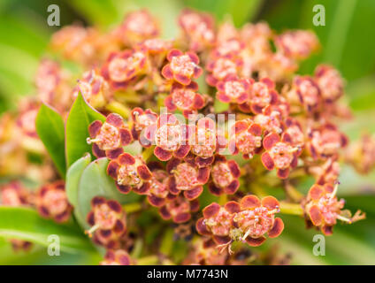 Un coup d'un peu de miel fleurs d'euphorbe ésule. Banque D'Images