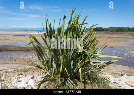 Plante de lin de Nouvelle-zélande indigène (Formium), Sandy Bay, parc national Abel Tasman Marahau, Tasman Bay,, district de Tasmanie, Nouvelle-Zélande Banque D'Images