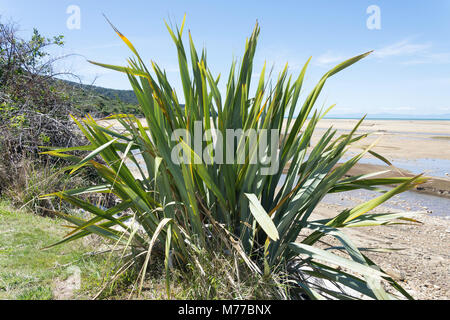 Plante de lin de Nouvelle-zélande indigène (Formium), Sandy Bay, parc national Abel Tasman Marahau, Tasman Bay,, district de Tasmanie, Nouvelle-Zélande Banque D'Images