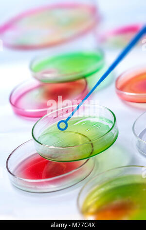 Laboratoire en plastique transparent sur la pipette pétri remplie de couleur media solution pour une expérience dans un laboratoire de recherche scientifique Banque D'Images