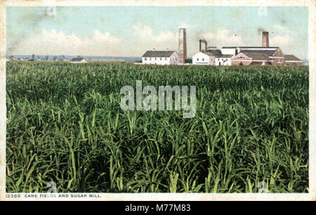 Cette image capture une sucrerie et des champs de canne, probablement du début du XXe siècle, représentant l'industrie agricole et la production de sucre à partir de canne en milieu rural. Banque D'Images