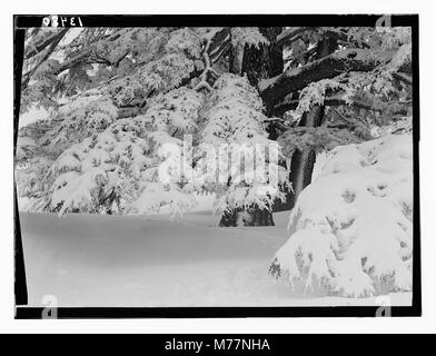 Parmi les cèdres, Cedar Grove LOC.12838 matpc Banque D'Images