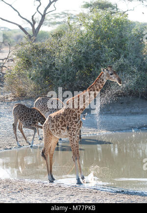 Les Masais girafes (Giraffa camelopardalis) à côté d'un point d'eau dans Parc national de Tarangire, Manyara Région, Tanzanie, Afrique orientale, Afrique du Sud Banque D'Images