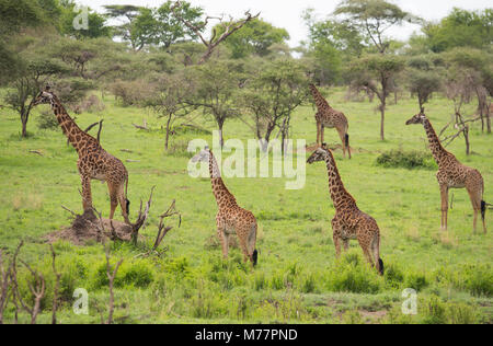 Un groupe de girafes Masai (Giraffa camelopardalis) dans le Parc National du Serengeti, Site du patrimoine mondial de l'UNESCO, la Tanzanie, l'Afrique de l'Est, l'Afrique Banque D'Images