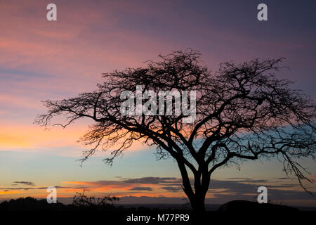 Les nuages rose et bleu ciel au lever du soleil dans le Parc National du Serengeti, Site du patrimoine mondial de l'UNESCO, la Tanzanie, l'Afrique de l'Est, l'Afrique
