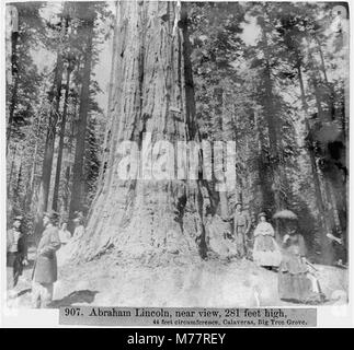 Une vue rapprochée de l'arbre Abraham Lincoln, un célèbre séquoia géant à Calaveras Big Tree Grove, Californie, mesurant 281 pieds de haut avec une circonférence de 44 pieds. Banque D'Images