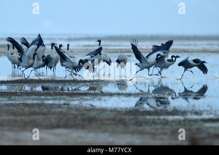 Copeaux, comté de la province du Guizhou en Chine. Mar 9, 2018. Un troupeau de grues à col noir sont illustrés dans le lac Caohai en copeaux, comté de la province du Guizhou, au sud-ouest de la Chine, le 9 mars 2018. Au niveau de l'état d'un parc naturel, le lac Caohai dans Guizhou est un important habitat d'hivernage pour de nombreux oiseaux migrateurs, notamment les grues à col noir (Grus nigricollis). Crédit : Yang Wenbin/Xinhua/Alamy Live News Banque D'Images