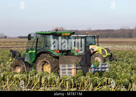 Southport, Merseyside, Royaume-Uni 9 mars 2018. Météo britannique. Temps sec ensoleillé pour la récolte des cultures de légumes dans le bol 'Salade' de West Lancashire. Les conditions météorologiques de séchage avec les agriculteurs sont désormais en mesure d'obtenir sur les tracteurs de la terre et de la récolte des choux d'hiver. /AlamyLiveNews MediaWorldImages : crédit. Banque D'Images