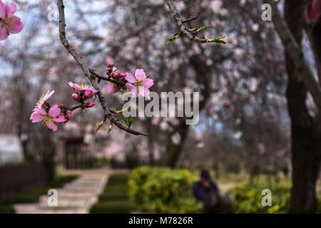 Srinagar, Inde. Mar 9, 2018. Fleurs d'amandier en fleurs le printemps arrive à Srinagar. Les arbres ont fleuri plus tôt en raison de l'augmentation de la température dans la vallée marquant le début du printemps. Credit : Saqib Majeed/SOPA Images/ZUMA/Alamy Fil Live News Banque D'Images