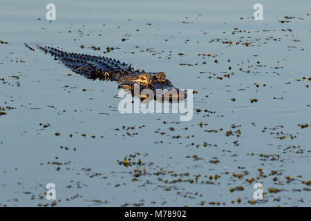 02929-00904 Alligator Alligator mississippiensis) (zones humides Viera Brevard Comté, FL Banque D'Images