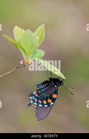 03004-01103 Pipevine Swallowtail (battus philenor mâle) à Marion Co., IL Banque D'Images