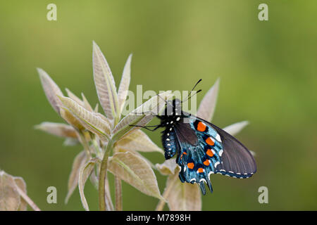 03004-01109 Pipevine Swallowtail (battus philenor mâle) à Marion Co., IL Banque D'Images