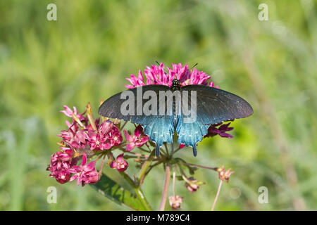 03004-01313 Pipevine Swallowtail butterfly (battus philenor) mâle sur l'ASCLÉPIADE (Asclepias purpurascens violet) Barton Fen dans Reynolds Co., MO Banque D'Images