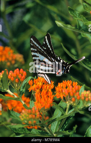 03006-00112 (Eurytides marcellus Swallowtail Zebra) sur l'asclépiade tubéreuse (Asclepias tuberosa) IL Banque D'Images