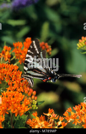 03006-00114 (Eurytides marcellus Swallowtail Zebra) sur l'asclépiade tubéreuse (Asclepias tuberosa) IL Banque D'Images