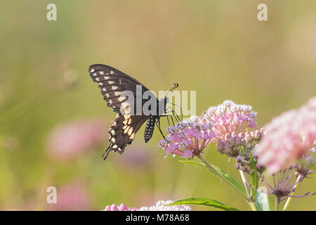 03009-01909 Papilio polyxenes noir) mâle sur l'Asclépiade incarnate (Asclepias incarnata) Marion Co. IL Banque D'Images