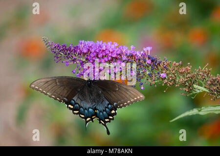 03023-023.10 Eastern Tiger Papilio glaucus) femelle sur arbre aux papillons (Buddleia davidii) Marion Co. IL Banque D'Images