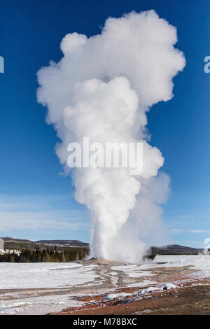 Old Faithful éclate sur une claire journée d'hiver. Banque D'Images