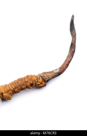 Close up of fresh Cordyceps sinensis Banque D'Images