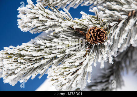 Le givre blanc sur l'arbre près de Beryl au printemps. Banque D'Images