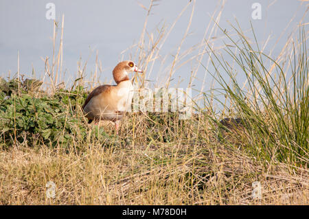 Egyptian goose, Alopochen aegyptiacus, emporda Aiguamolls, Catalogne, Espagne Banque D'Images