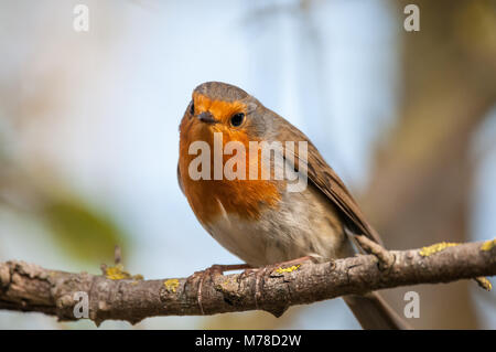 Robin européen, Erithacus rubecula aux abords, emporda Aiguamolls, Catalogne, Espagne Banque D'Images