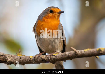 Robin européen, Erithacus rubecula aux abords, emporda Aiguamolls, Catalogne, Espagne Banque D'Images