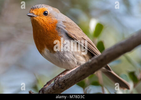 Robin européen, Erithacus rubecula aux abords, emporda Aiguamolls, Catalogne, Espagne Banque D'Images