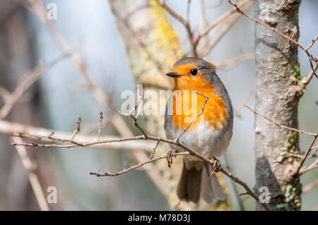 Robin européen, Erithacus rubecula aux abords, emporda Aiguamolls, Catalogne, Espagne Banque D'Images