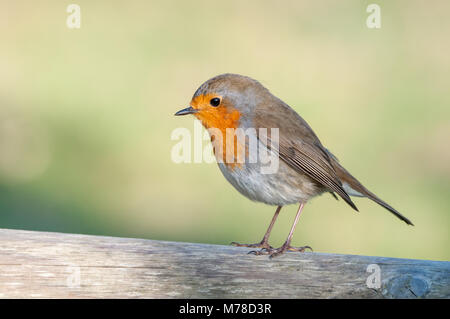 Robin européen, Erithacus rubecula aux abords, emporda Aiguamolls, Catalogne, Espagne Banque D'Images