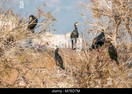 De grands cormorans noirs sur un arbre (Phalacrocorax carbo) Aiguamolls Emporda,, les zones humides, Catalogne, Espagne Banque D'Images