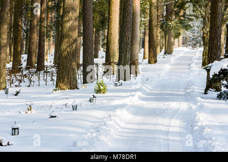 Cimetière de forêt avec des lanternes sur les tombes en hiver. Nouvelle voie labouré au milieu des pins. Banque D'Images