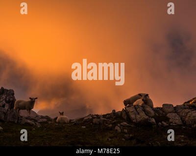 Moutons sur une colline pendant le coucher du soleil avec brouillard. Banque D'Images