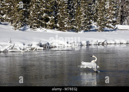 Le cygne sur la Firehole River. Banque D'Images