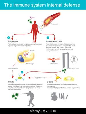 Processus par lequel certaines cellules appelées cellules phagocytes ingérer d'engloutir ou des particules. Votre corps peut alors produire des armes les plus efficaces aga Illustration de Vecteur