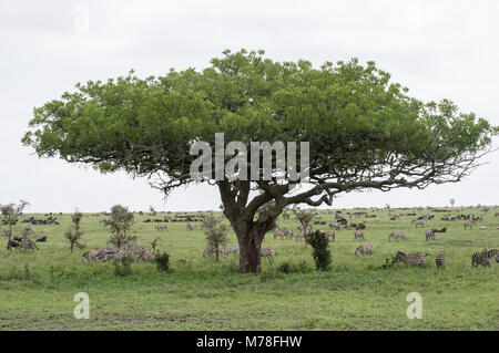 Des zèbres en liberté dans le Serengeti en Tanzanie du nord d'acacias dans l'arrière-plan dans Nduti Serengetti Arusha National Park Banque D'Images