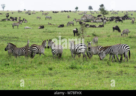 Des zèbres en liberté dans le Serengeti en Tanzanie du nord d'acacias dans l'arrière-plan dans Nduti Serengetti Arusha National Park Banque D'Images