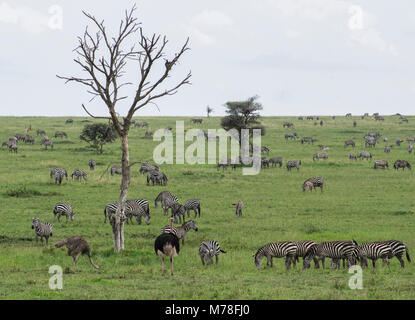 Des zèbres en liberté dans le Serengeti en Tanzanie du nord d'acacias dans l'arrière-plan dans Nduti Serengetti Arusha National Park Banque D'Images