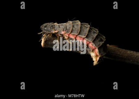 Une femelle adulte glow worm-Lampyris noctiluca-sur fond noir au nord du Dorset England UK GO Banque D'Images