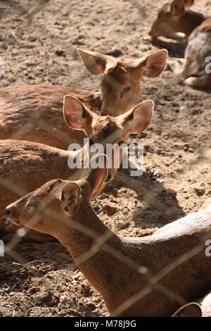 Cerfs de porcs au parc national de Bannerghatta, Bangalore, Inde Banque D'Images