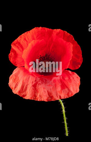 Coquelicot sur un fond noir, Dorset England UK GO Banque D'Images